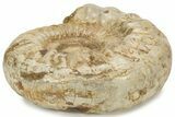Jurassic Ammonite (Kranosphinctes?) Fossil - Madagascar #242305-1